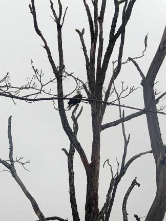 Bald Eagle connection in Mombasha Park