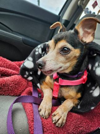 Nelli after being received into rescue care. A group searched for hours to track her; she will be adopted by one of her finders.