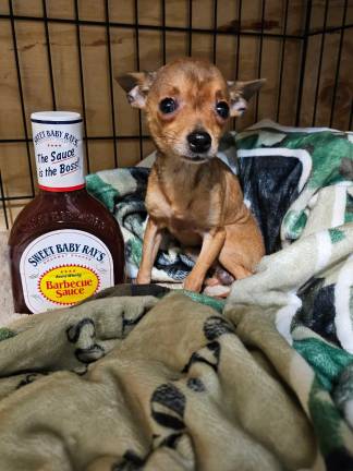 Sam, a Chihuahua found huddled under a stone wall by a family walking their own dog in Stillwater Township, N.J., on March 21. He’s pictured with a BBQ sauce bottle for scale.