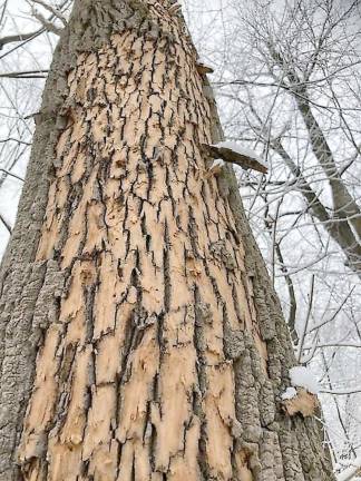 Photo of ash tree damage submitted by Pete McGrath of Vernon, N.J.