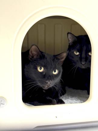 L-R: Peanut and Elby.