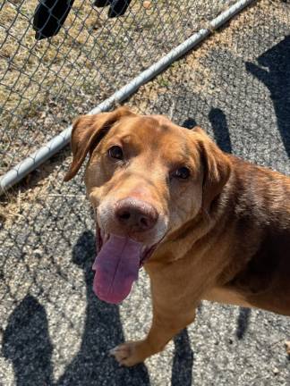 Pet of the Week: Meet Grant!
