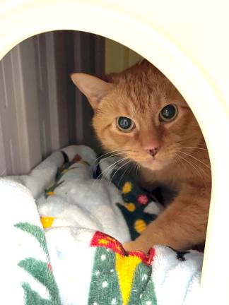 Garfield!