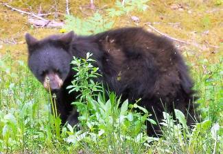 A a black bear yearling like this was removed from a tree in downtown Monroe last Friday, Aug. 14. (Public Domain photo by Tom Bergman via wikimedia.org.)