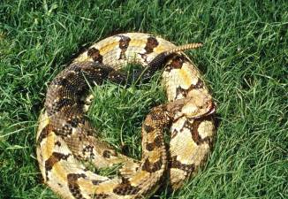 A timber rattlesnake in grass.