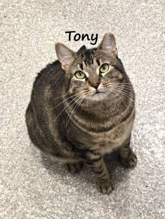 Meet Tony