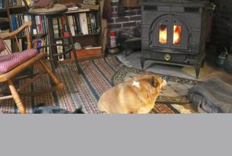 Unless your cat and dog have a comfortable rug and a warm wood burning stove like these lucky Warwick residents,”Josey, and his roommate, Eli, it is inhumane to leave them outside in wintertime without fresh water and shelter.