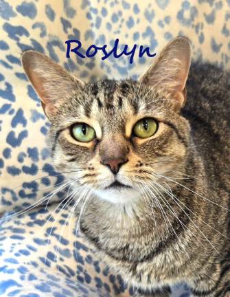 Meet Roslyn