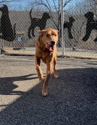 Pet of the Week: Meet Grant!