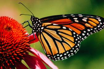 Homeowners can help the monarchs by planting milkweed and nectar-bearing plants, according to the Monroe Conservation Commission. Photo by Erin Minuskin on Unsplash.