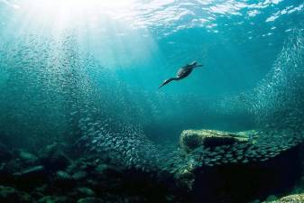 Joanna Lentini won the Audubon Society’s Grand Prize Photo award for this photo of a Double-crested Cormorant fishing underwater. “Joanna’s awe-inspiring image, taken in Mexico, truly took our judges’ breath away,” the Audubon Society said in its press release announcing the contest winners. “Joanna’s image brings this incredible bird, and the food source it depends on, to life.”