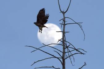 The silhouette of a Red-tailed hawk taking flight against Saturday’s late afternoon moon near Warwick. This moon reached its full size by Monday March 9, and is named the Super Worm Moon.