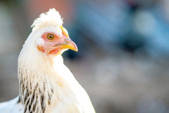 Sussex chicken ordinance sent to Planning Board