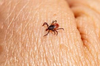 Infection rates for Lyme disease, anaplasmosis, ehrlichiosis, Powassan virus, Alpha-gal Syndrome and other serious tickborne illnesses have held steady or risen year-over-year through much of the New York-New Jersey-Pennsylvania tri-state. Photo by Erik Karits via Unsplash.