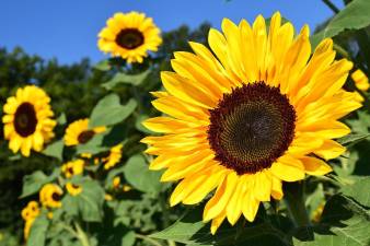 Cornell Cooperative Extension is holding a sunflower growing competition.
