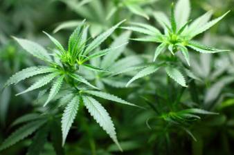 Recreational cannabis dispensaries eye Woodbury