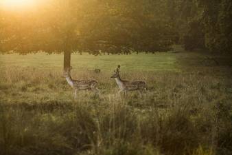 Crossbow hunting changes now in effect