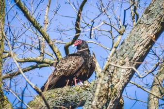 Turkey vultures are able to see and smell a decomposing body from a mile away.