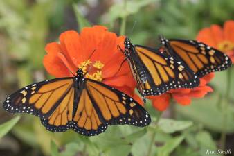 Monarchs. Photo by Kim Smith.