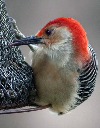 Breakfast sunflowers