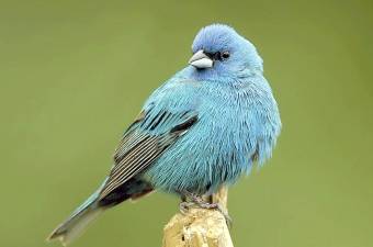 Zoom. Library hosts beginner bird identification program