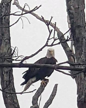 Bald Eagle connection in Mombasha Park