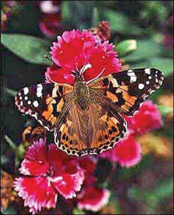 Swallowtails join Monarchs at butterfly exhibit
