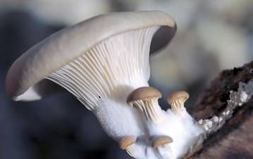 Learn how to grow mushrooms as a food source in your own back yard on March 7 at a day-long event sponsored by Orange Environment at the Warwick Valley Community Center.