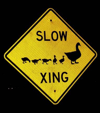 Quack or honk?