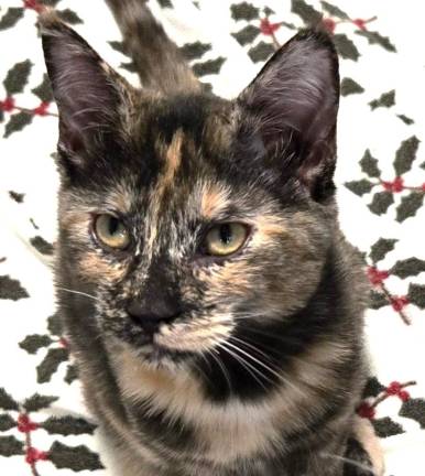 Meet Chrysanthemum &amp; Lilac