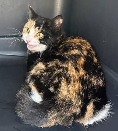 The cat is being housed at the Woodbury Animal Shelter until its owners can be found.