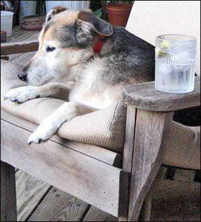 Warwick Valley Humane Society sponsoring dog photo contest