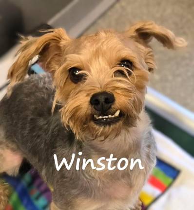 Meet Winston