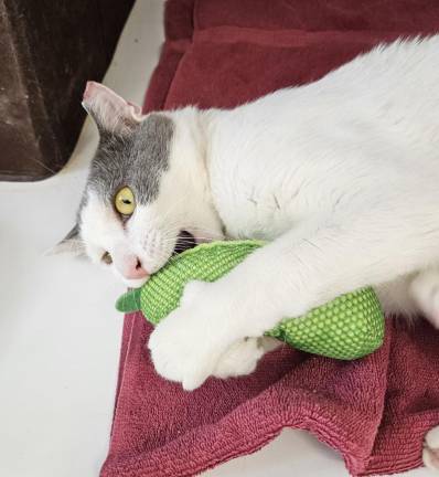 Pet of the Week: Meet Draco