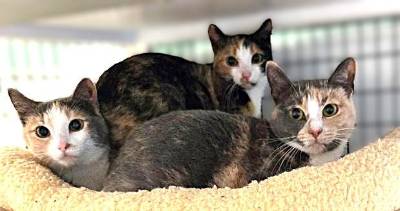 Meet Annabelle, Annalee, Annabeth