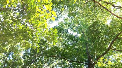 Oak trees.