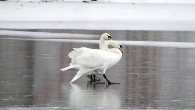 A pair of swans gingerly cross the ice on the Mill Ponds in the Village of Monroe. Photo by Sharon Scheer.