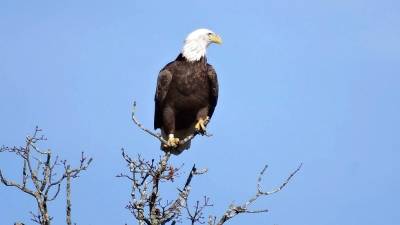 Photographer Sharon Scheer captured this image of this banded American Bald Eagle perched on a tree in front of North Main Elementary School. Once this federally protected bird was on the brink of extinction caused from DDT in sprays to control weeds. “Now there is a program that protects and monitors using satellite chip in bands. “This majestic raptor was looking for a free meal on North Main Street this week,” Scheer reported. “An unfortunate squirrel was the lure. I got lucky as six crows spotted it, too. I watched in amazement. He left without the meal but made my day.”