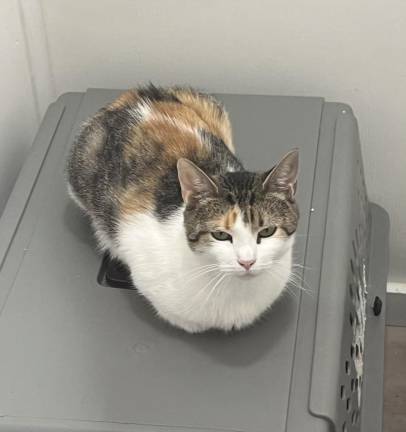 Pet of the Week: Meet Patches!