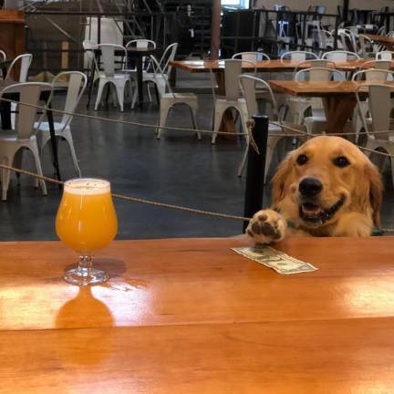 The Van Pamelens’ golden retriever, Venus, orders an IPA. Dogs are allowed at Tin Barn’s outdoor space only. Photo provided.