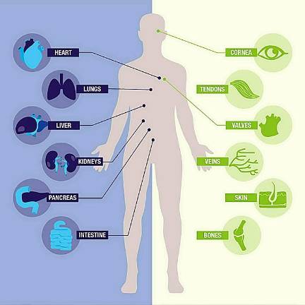 According to New York-Presbyterian Hospital, these are the parts of a human body can be harvested and donated to save another's life or improve another's health.