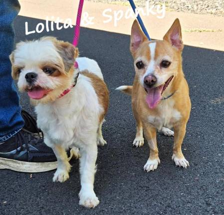 Meet Lolita &amp; Spanky