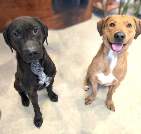 Meet Dante &amp; Damian