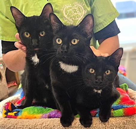 Meet Nellie, Nessie &amp; Nadia