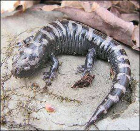 Looking for slippery, slimy salamanders