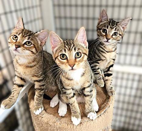 Hope, Hazel &amp; Hannah