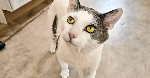 Pet of the Week: Meet Draco - Vimarsana News
