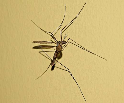 Mosquitoes carrying West Nile Virus found in Goshen