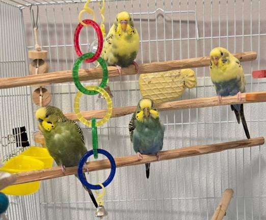 Meet Azul, Turquesa, Peca, and Amarilla