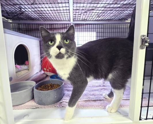 Pet of the Week: Meet Bibbs!